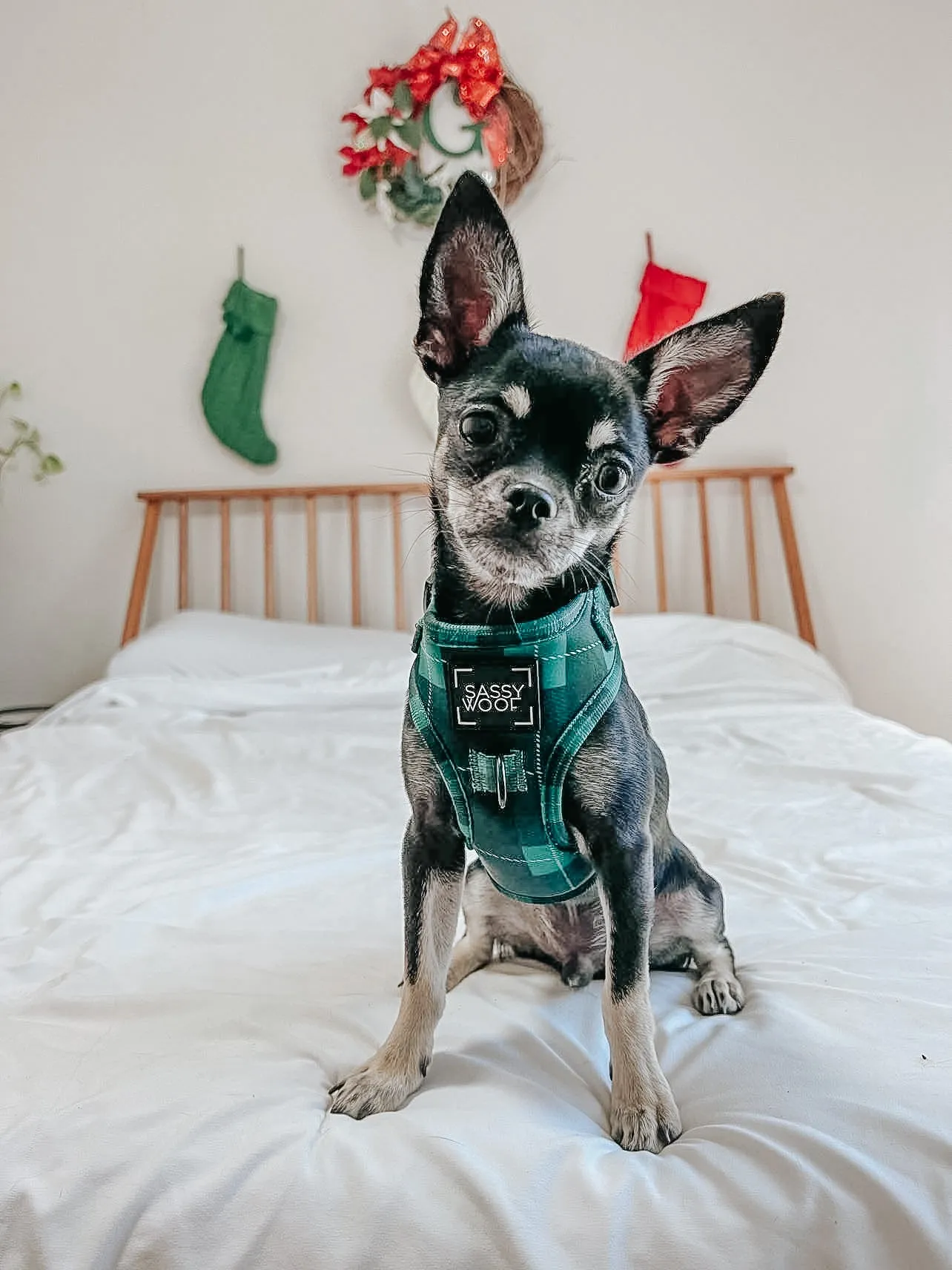 Dog Adjustable Harness - Barks of Holly