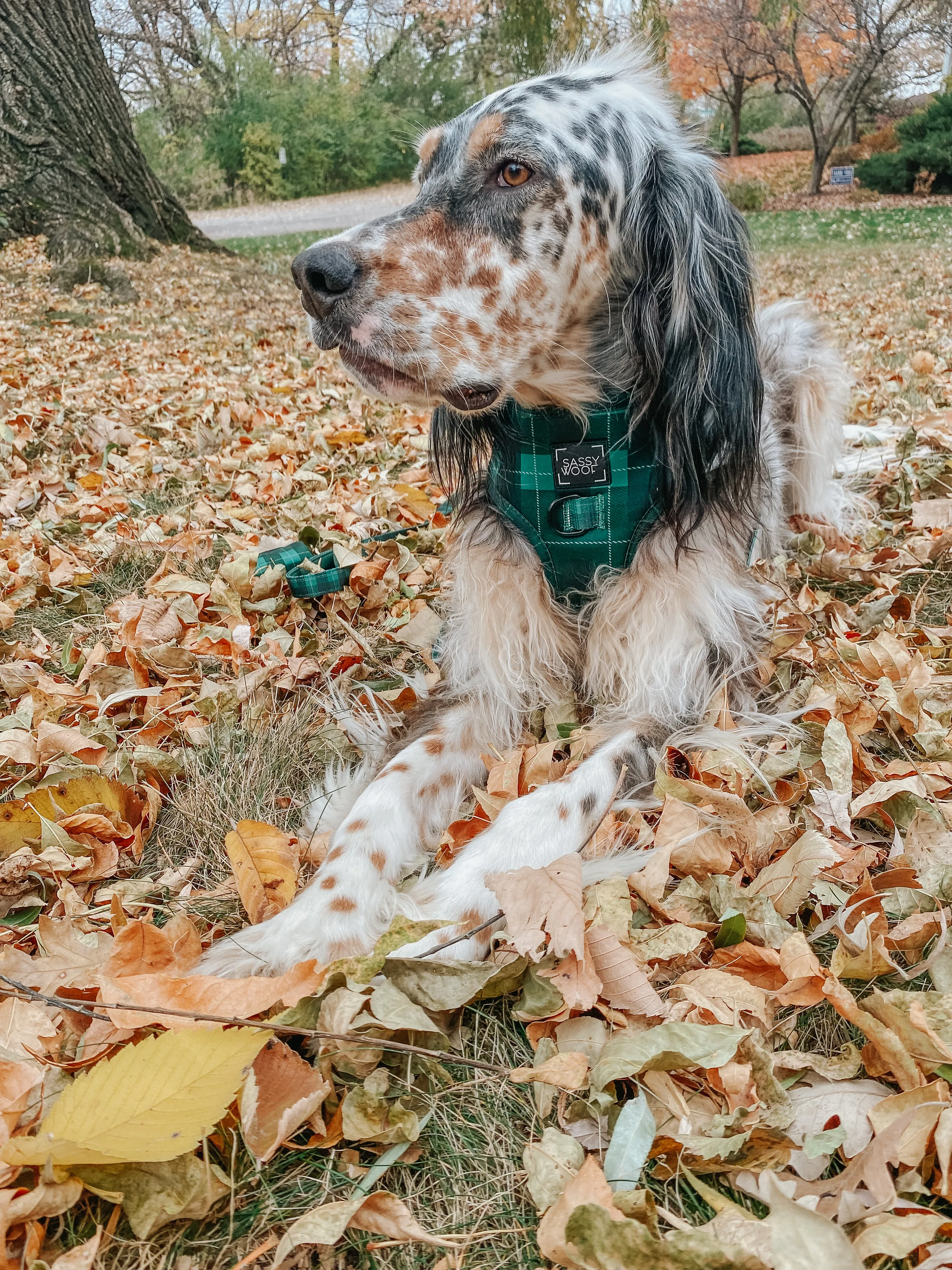 Dog Adjustable Harness - Barks of Holly