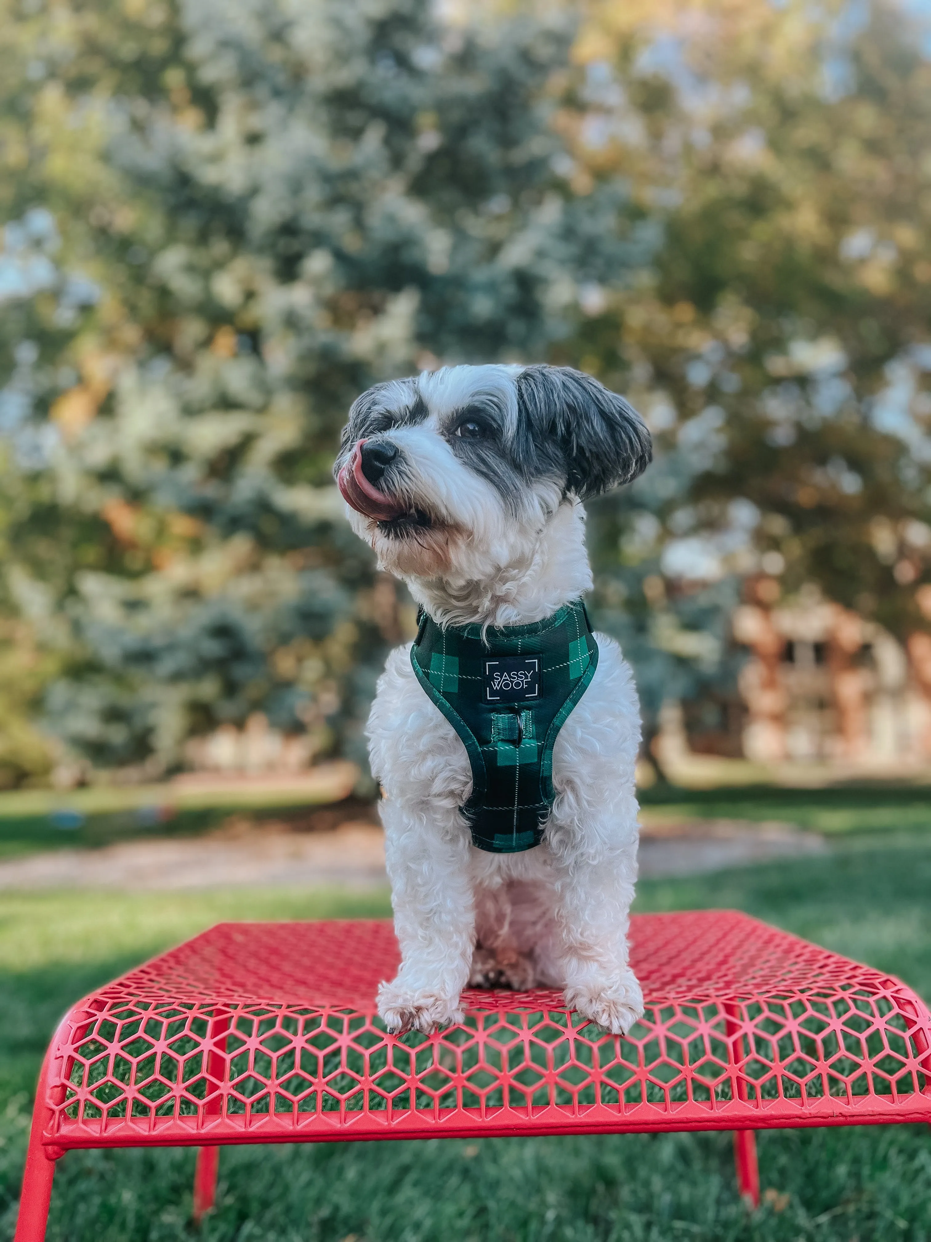 Dog Adjustable Harness - Barks of Holly