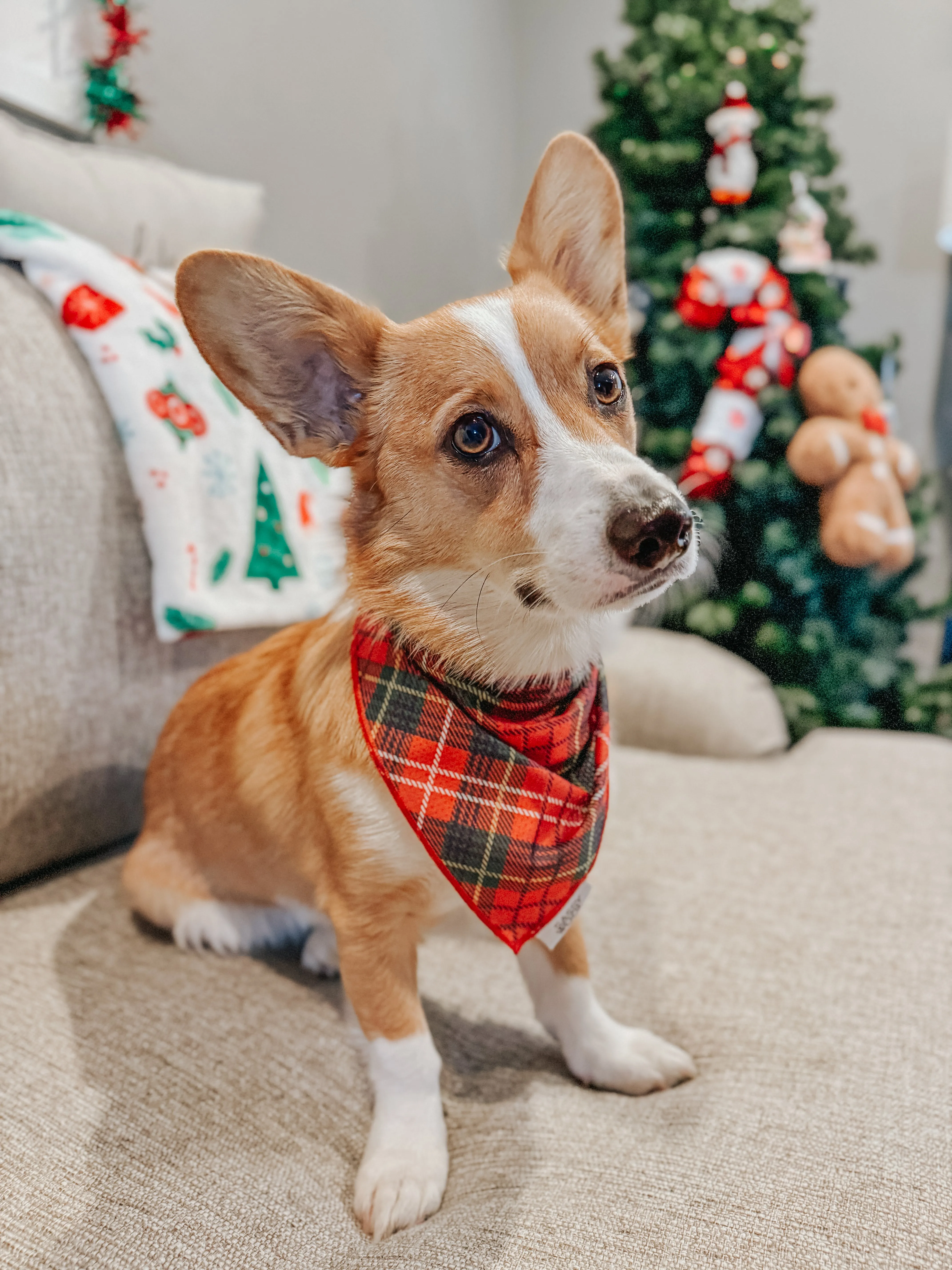 Dog Bandana - Deck The Paws