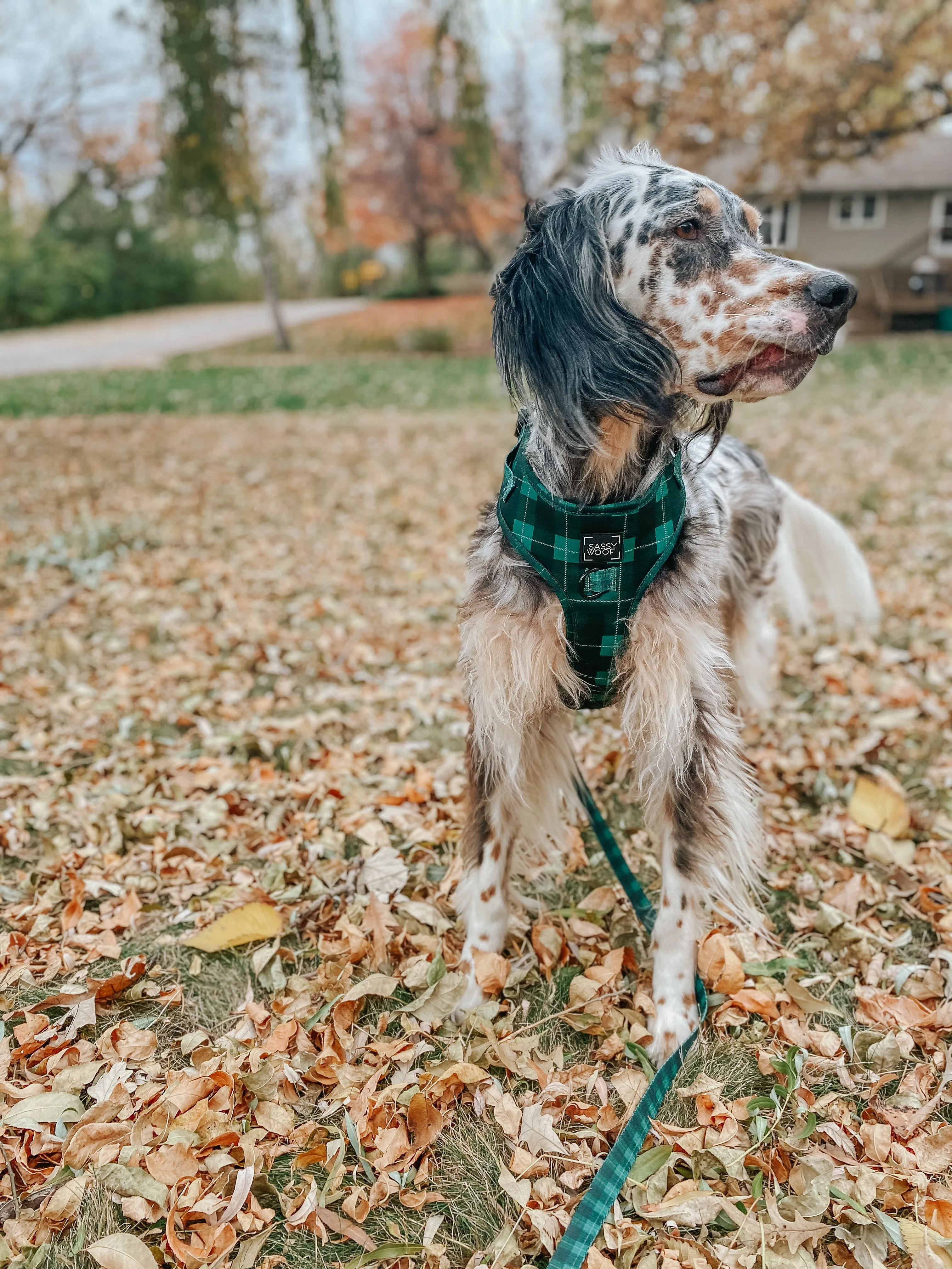 Dog Leash - Barks of Holly