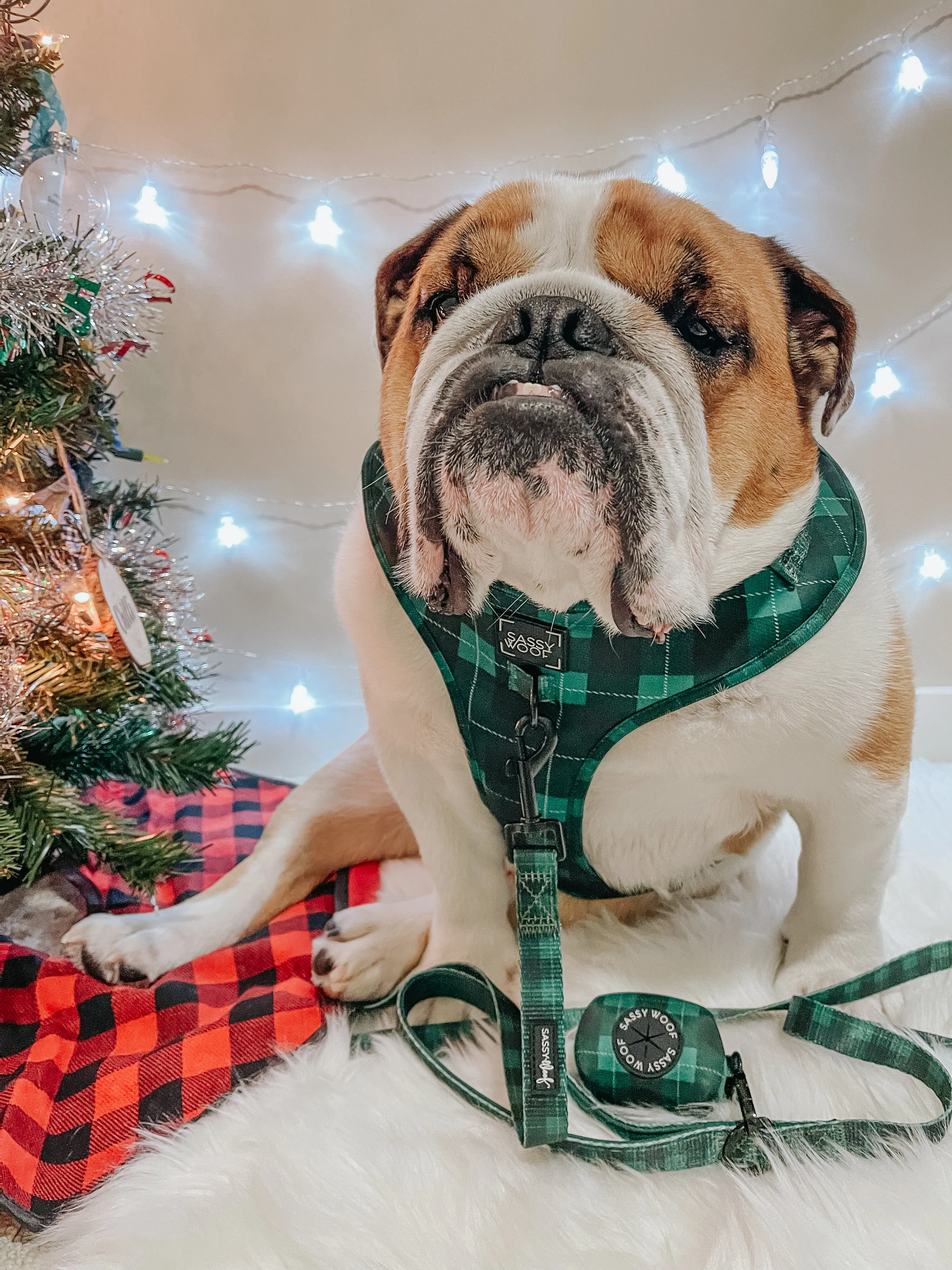 Dog Waste Bag Holder - Barks of Holly